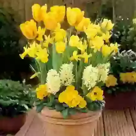 The Yellow Collection